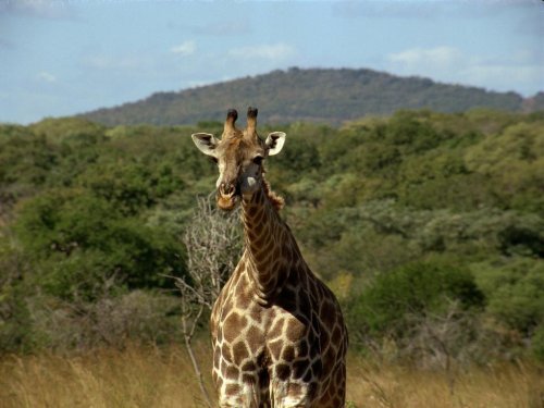 giraffe-tanzania-safari-africa-1 - Africa