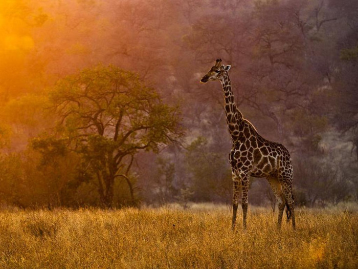 Good_morning_Africa_Wallpaper__yvt2 - Africa