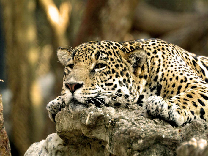 Leopard in Africa - Africa