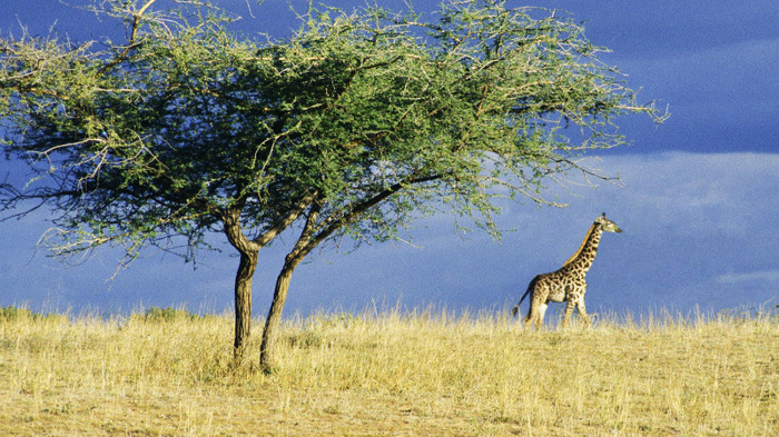 lone_giraffe_on_the_serengeti_africa_wallpaper3 - Africa