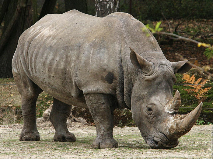Southern-White-Rhinoceros-Botswana-South-Africa-1-OYEMYZXDT7-1024x768 - Africa