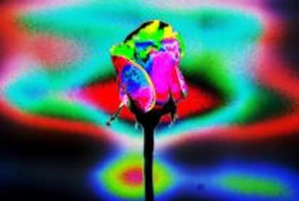 QSHJNBPAWMLQSOLZFCP - poze flori