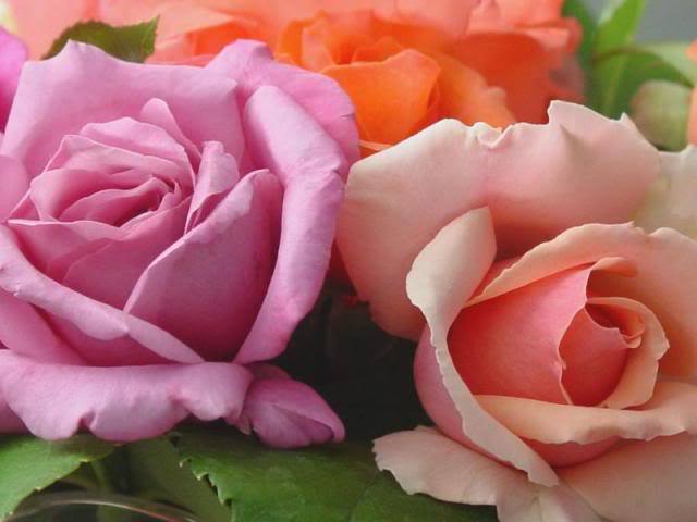 post-41425-1224450773_thumb - poze flori