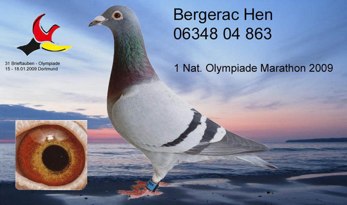 Bergerac_Hen semi-frate - PORUMBEI  DE MATCA