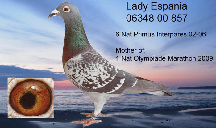 Lady_Espania mama - PORUMBEI  DE MATCA