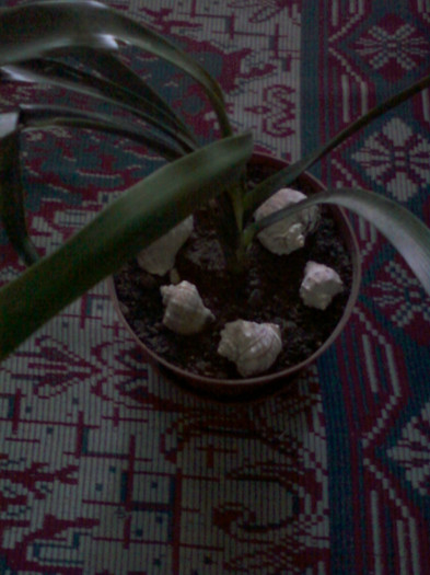clivia