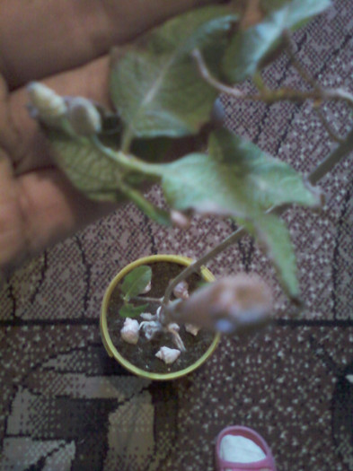 lantana camara