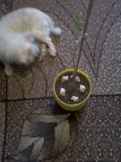 lantana si lucky