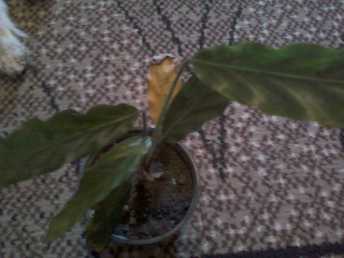 calathea crocata