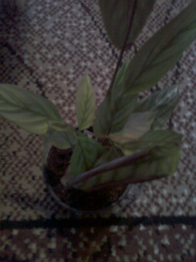 calathea...?
