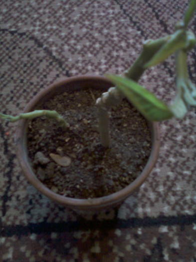 brugmansia(datura)...?