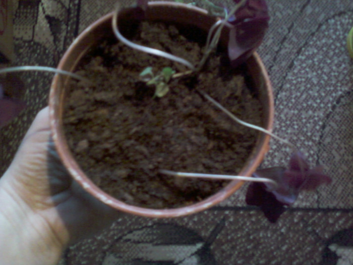 oxalis rosu