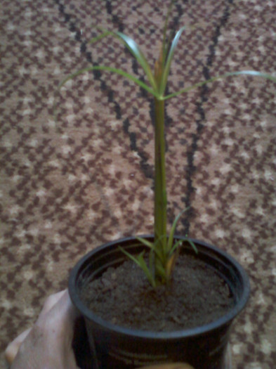 cyperus alternifolius