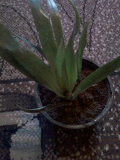bilbergia
