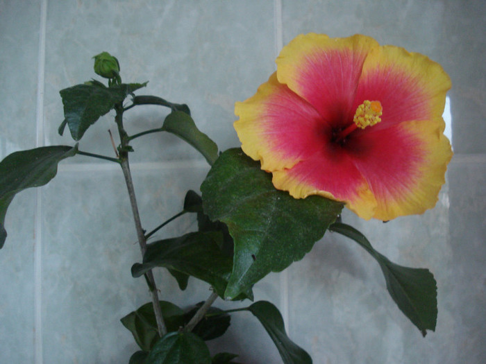 DSC00573