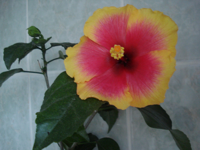 DSC00575