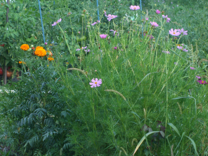 Flowers - De gradina