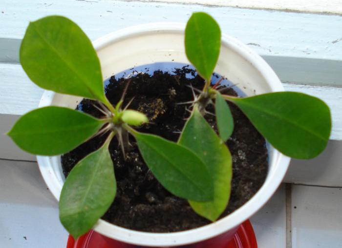 La inceput - Euphorbia milii