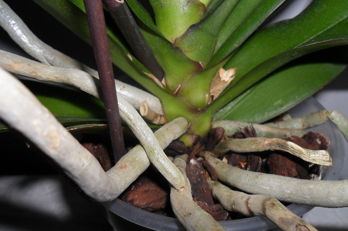 Phala mea 002