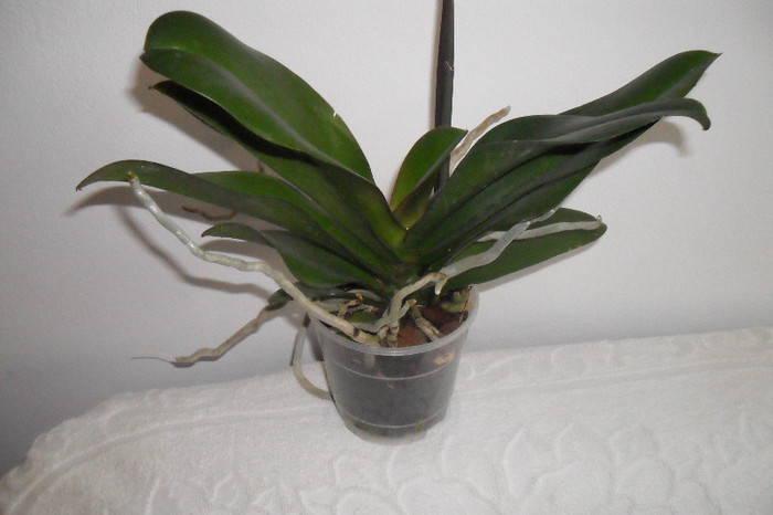 Phala mea 003