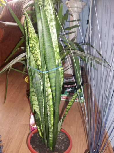 100_4202 - sansevieria - sabiuta