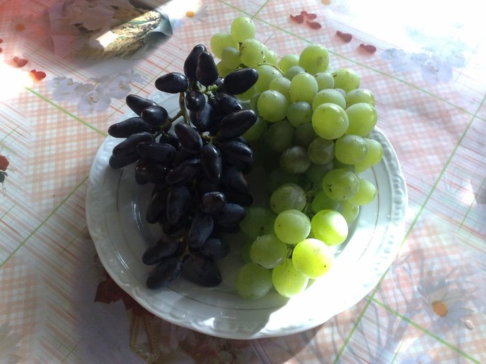 suvenir si regina viilor