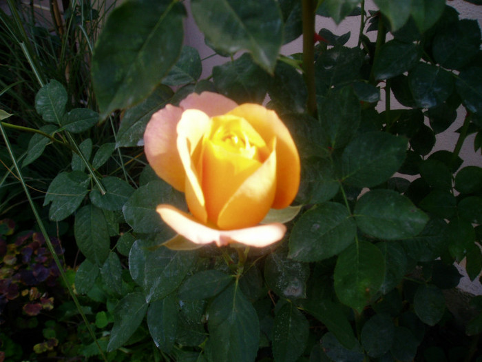 28.10.2011 - Flori Septembrie-Octombrie-Noiembrie 2011