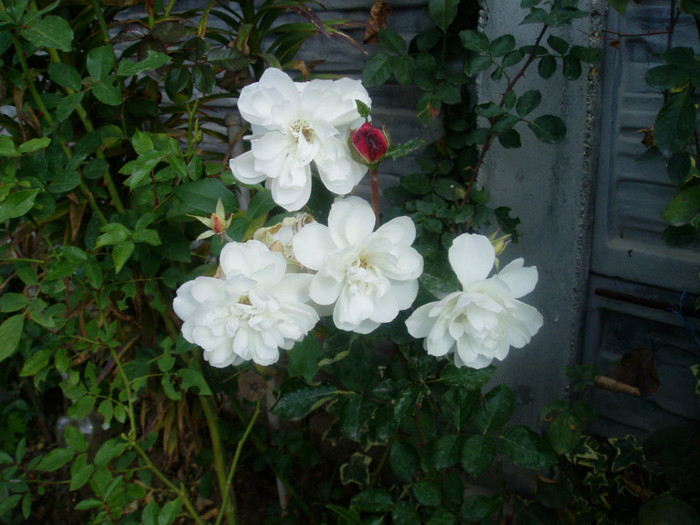 28 oct