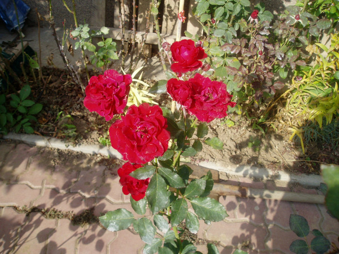 PA280138 - Flori Septembrie-Octombrie-Noiembrie 2011