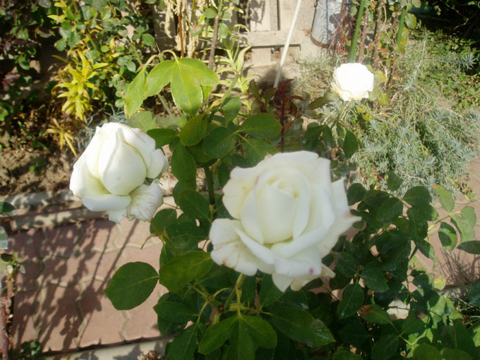 virgo - Flori Septembrie-Octombrie-Noiembrie 2011