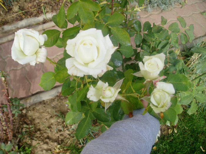 PA280151 - Flori Septembrie-Octombrie-Noiembrie 2011