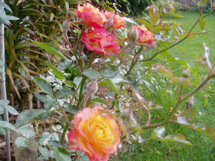 PA280141 - Flori Septembrie-Octombrie-Noiembrie 2011
