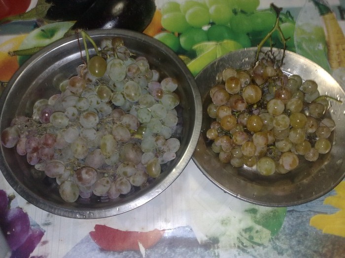 atrahan si muscat de poloskei 23 oct