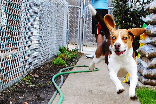 caini_in_miscare_22 - Caini in miscare