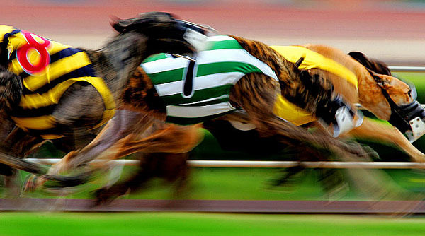 caini_in_miscare_23 - Caini in miscare