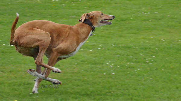 caini_in_miscare_24 - Caini in miscare