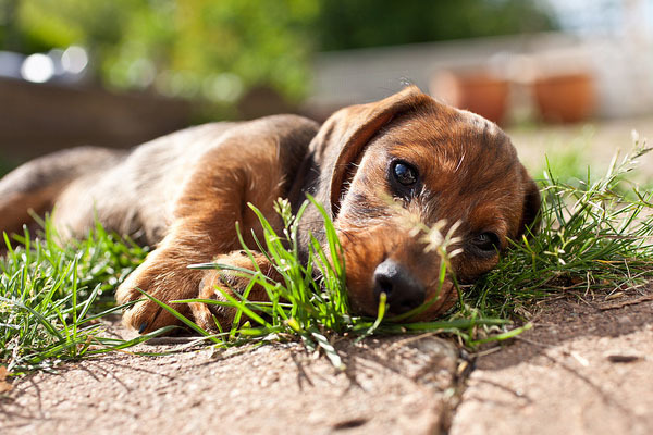 caini_obositi_plictisiti_02