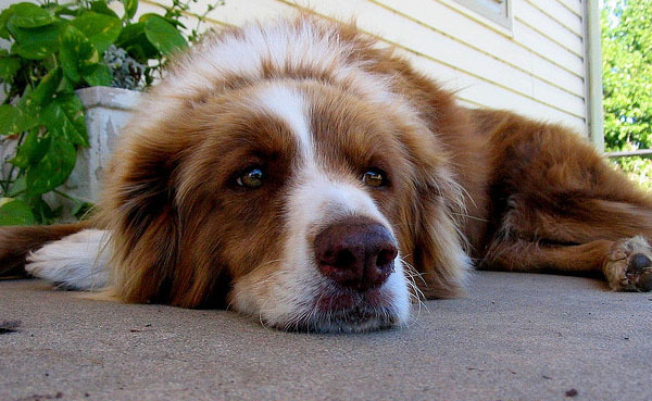 caini_obositi_plictisiti_04