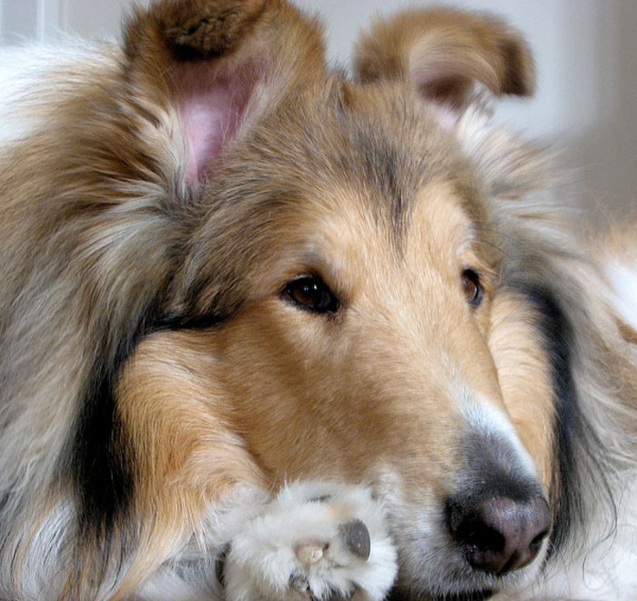 caini_obositi_plictisiti_12