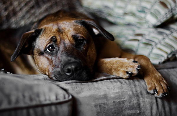 caini_obositi_plictisiti_13