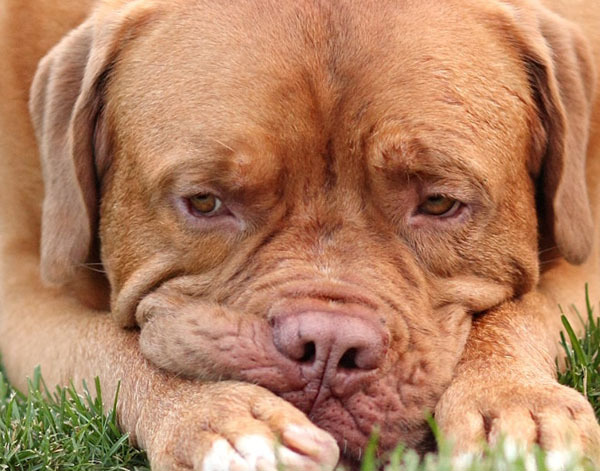 caini_obositi_plictisiti_16