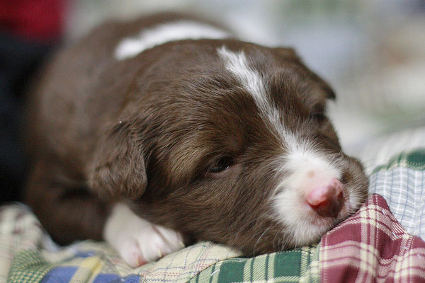 caini_obositi_plictisiti_21