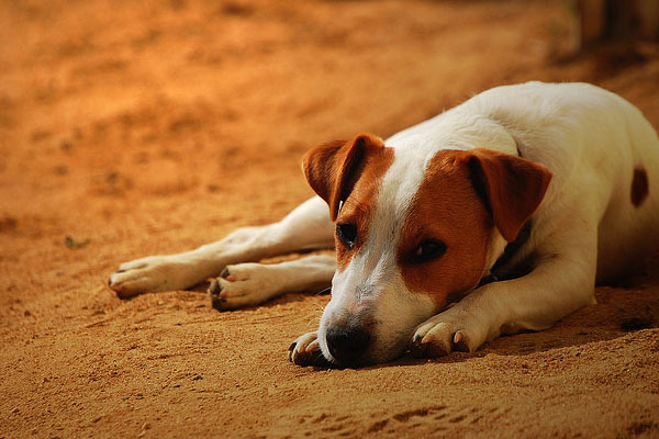 caini_obositi_plictisiti_24