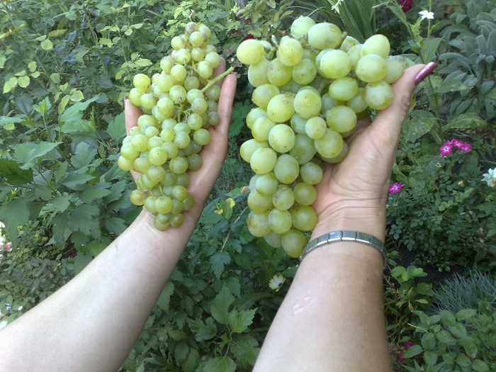 perlleta si regina viilor