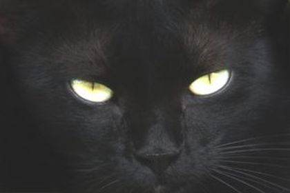 pisica)neagra - Pisica Bombay