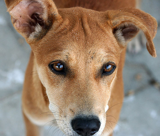 caini_cu_ochi_frumosi_16