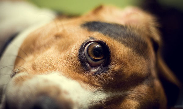 caini_cu_ochi_frumosi_17