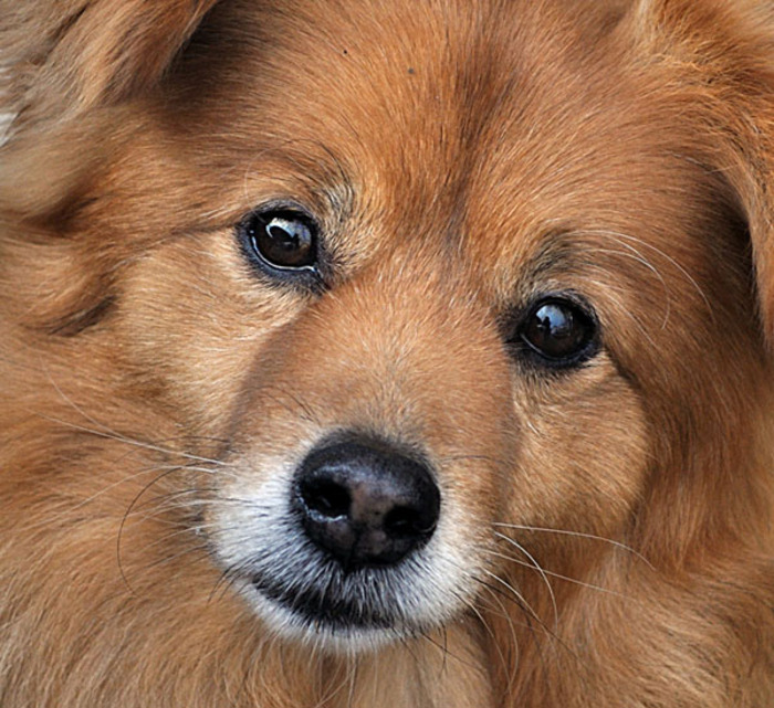 caini_cu_ochi_frumosi_19