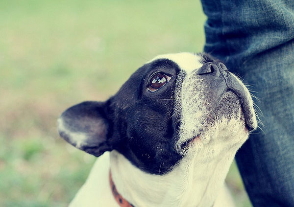 caini_cu_ochi_frumosi_04