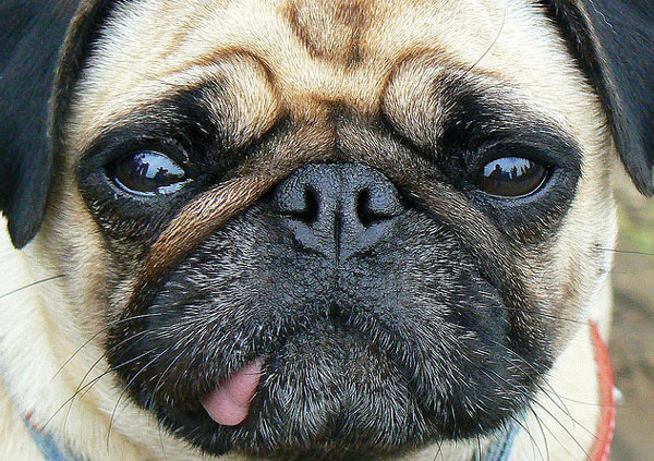 caini_cu_ochi_frumosi_08